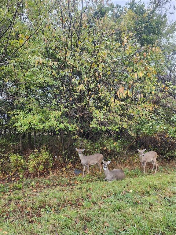 Listing Photo MLS #HMS2583753